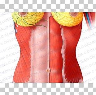 Supraclavicular Fossa Supraclavicular Lymph Nodes Anatomy Subclavian ...