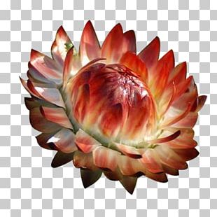 Chrysanthemum Petal Flower PNG