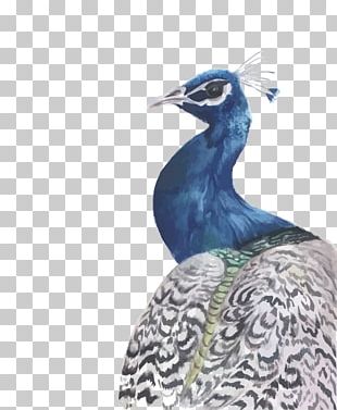 Peafowl Watercolour Flowers Watercolor: Flowers Watercolor Painting PNG