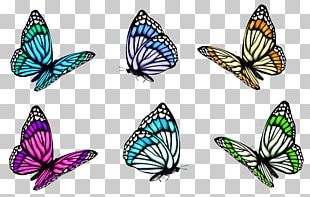 Full-Color Decorative Butterfly Illustrations PNG