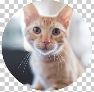 Whiskers Meme Sticker Aegean cat, meme, face, cat Like Mammal