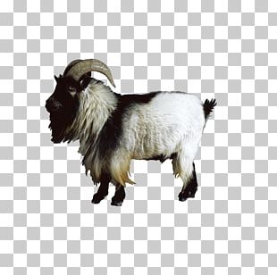 Goat Sheep Animal Stock Photography PNG, Clipart, Animal, Animals, Cow ...