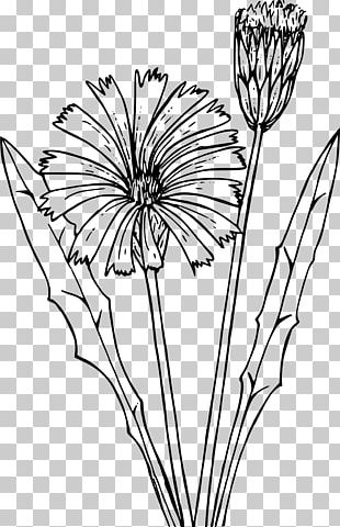 Drawing Dandelion PNG, Clipart, Art, Black, Computer Wallpaper ...