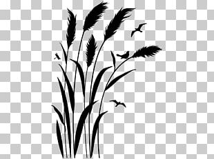 Twig Grasses Plant Stem Leaf Silhouette PNG