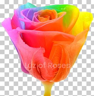 Rainbow Rose Flower PNG, Clipart, Cut Flowers, Decor, Floral Design ...