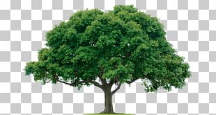 Tree Png Images, Tree Clipart Free Download