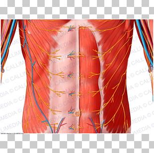 Vasomotor Center Vasoconstriction Sympathetic Nervous System Blood ...