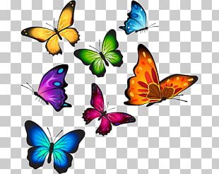 Butterfly Stock Illustration Color PNG, Clipart, Background, Bright ...