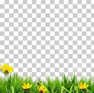 Herbaceous Plant Computer Wallpaper Artificial Turf PNG, Clipart ...