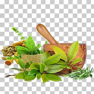 Ayurveda PNG Images, Ayurveda Clipart Free Download