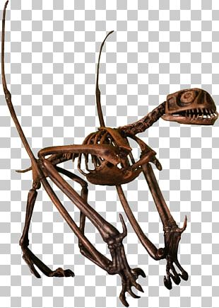 Nyctosaurus Pterodactyloidea Ornithocheiroidea Dinosaur Pteranodon PNG,  Clipart, Accord, Antler, Austriadactylus, Dinosaur, Fantasy Free PNG  Download