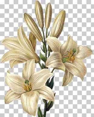 Botany Botanical Illustration Lilium 'Stargazer' Tiger Lily Drawing PNG