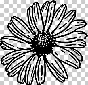 Daisy Family PNG Images, Daisy Family Clipart Free Download