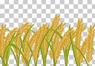 Rice Paddy Field PNG, Clipart, Agriculture, Brown Rice, Bumper, Cereal ...