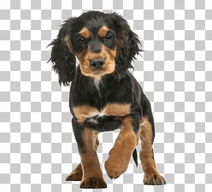 Springer spaniel best sale black and tan