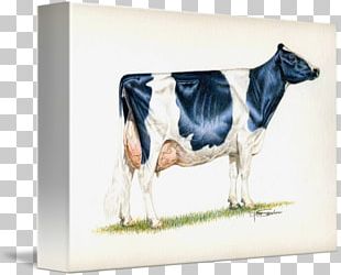 Dairy Cattle Holstein Friesian Cattle Guernsey Cattle Milk Highland Cattle PNG