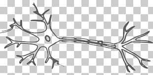 Neuron Nervous System Brain PNG