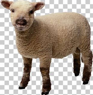 Sheep PNG, Clipart, Sheep Free PNG Download