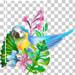 Parrot Drawing Watercolor Painting PNG