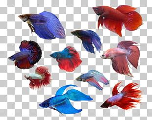 Siamese Fighting Fish Veiltail Tropical Fish Aquarium PNG, Clipart ...