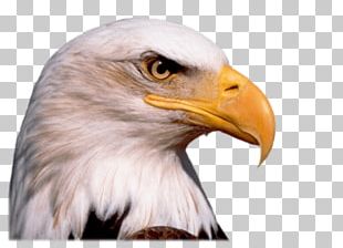 Bird Vertebrate Hawk Household Stories PNG
