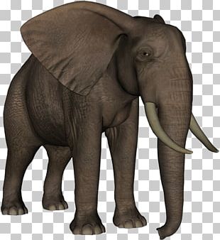 Indian Elephant African Elephant Elephantidae PNG