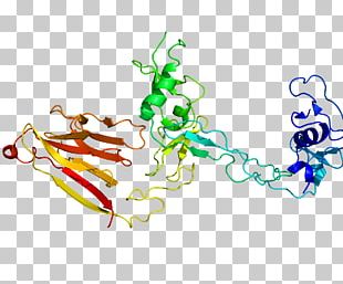 ADAMTS13 Von Willebrand Factor Metalloproteinase Von Willebrand Disease Disintegrin PNG