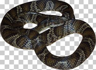 Milk Snake Vipers Reptile Hognose PNG