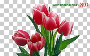 Flower Bouquet Petal Pink Flowers Parrot Tulips PNG