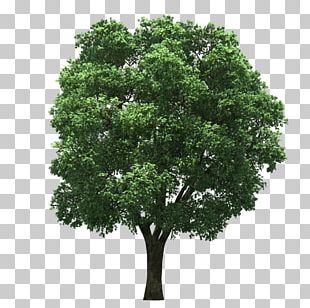 Tree Arecaceae PNG, Clipart, Arecales, Autumn Tree, Christmas Tree ...