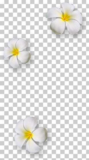 Flower Frangipani PNG, Clipart, Apricot, Blossom, Cut Flowers, Floral ...