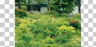Lars MÃ¼ller Publishers Landscape Architect Vegetation Shrubland PNG