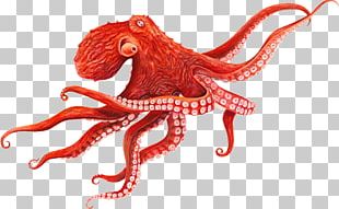 Octopus Tentacle PNG, Clipart, Art, Cephalopod, Clip Art, Cobalt Blue,  Computer Icons Free PNG Download