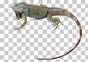 Chameleons Lizard Common Iguanas PNG, Clipart, African Chameleon ...