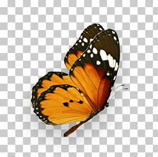 Monarch Butterfly Pieridae Photography PNG