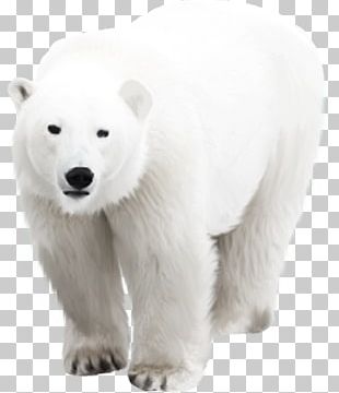 Polar Bear Arctic Euclidean PNG, Clipart, Animals, Arctic, Arctic Snow ...