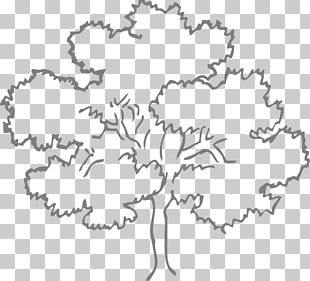 Populus Alba Tree Oak Stock Photography PNG, Clipart, Angel Oak, Birch ...