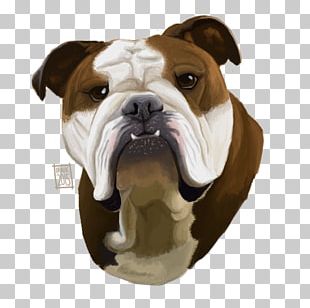 Olde English Bulldogge Toy Bulldog American Bulldog Old English Bulldog PNG