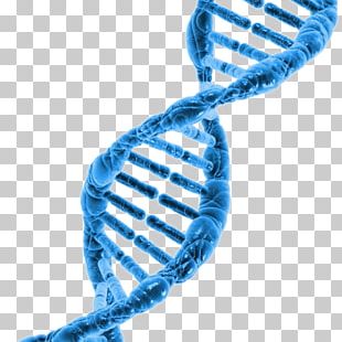 Surname DNA Project Cell Hair Loss Genome PNG