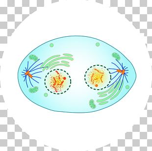 Mitosis Cell Division Meiosis PNG, Clipart, Body Jewelry, Cell, Cell ...