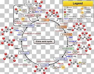 Metabolism Metabolic Pathway Glycolysis Mannose Galactose Png, Clipart 