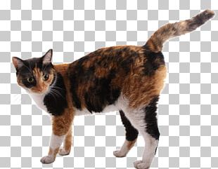 Whiskers Meme Sticker Aegean cat, meme, face, cat Like Mammal