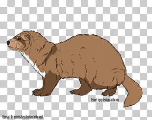Mustelids Beaver Marmot Whiskers Snout PNG