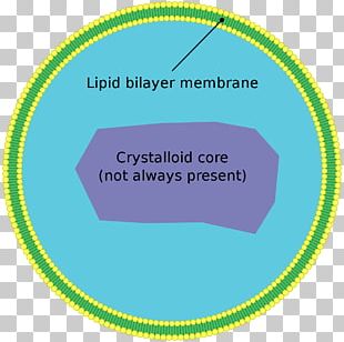 Mitochondrion Cytoplasm Cell Organelle Mitochondrial DNA PNG Clipart Adenosine Triphosphate