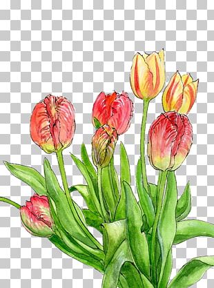 Tulip Yellow Flower PNG
