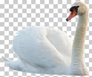 Swan Bird Icon PNG, Clipart, Anatidae, Animal, Animals, Anseriformes ...