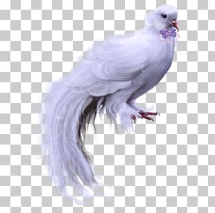 Columbidae Domestic Pigeon Bird Squab PNG, Clipart, Animals, Beak, Dove ...