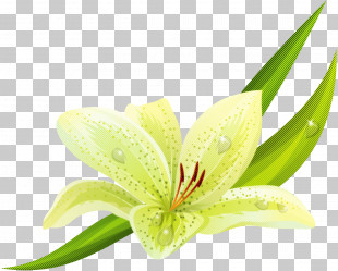 Flower Plant Amaryllis Belladonna Lily Petal PNG