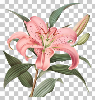 Pink Lily - Elegant Pink Lily Flower Illustration PNG