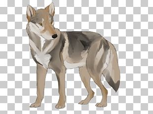 Czechoslovakian Wolfdog Saarloos Wolfdog Coyote Dog Breed Red Wolf PNG